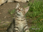 Изображение 052