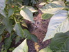 Мой Кот