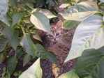 Мой Кот
