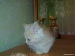 nzIuDrITyQ34ncx2HTmQ360Kqg1srP9rWpReJwcLsA
