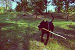 моя собака
