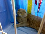 Якорь