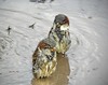 smithiantha_221298_L