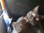 Кот.