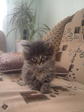 timon