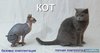 18370965-kot