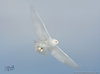 22_snowy_owl