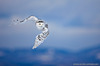 white-owl-in-flight