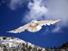 www.gla-mur.ru_1282