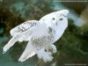 a97430b700b09de87003920c67d5b7cd-20111227