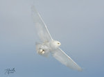 22_snowy_owl