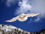www.gla-mur.ru_1282