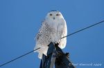 02_owls