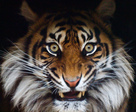 1769_by_gingiber[1]