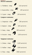 следы