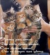 КОТЫ
