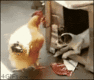 Dog-molests-chicken
