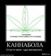 1264039891_81682_kannabola