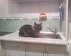 Котяра мой ! Тимка !