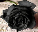52183268_roza