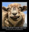 180350_ovtsyi-poroj-takie-milyie