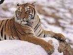 tigers_026