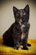 кош2