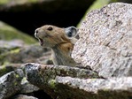 093_givotnie_67