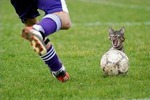 141_givotnie_53