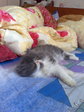 мой котик 