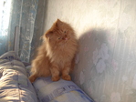 Мой кот