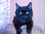 Котенок