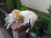 еще мои кошки :) 