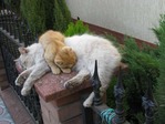 еще мои кошки :) 