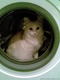 Моя кошечка)