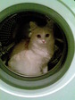 Моя кошечка)