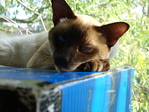 Лелек