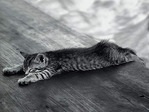 42cat