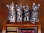 15cat