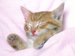 2cat