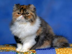 12cat
