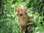 9cat