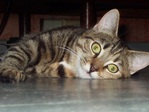 Моя Кошка