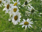 IMG_8177