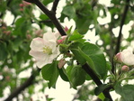 IMG_4375