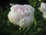 IMG_8175