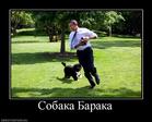 683079_sobaka-baraka