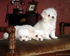 trumb_19162446