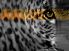 trumb_16171705