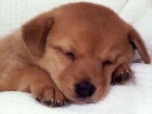 trumb_20114049